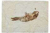 Fossil Fish (Knightia) - Green River Formation #233111-1